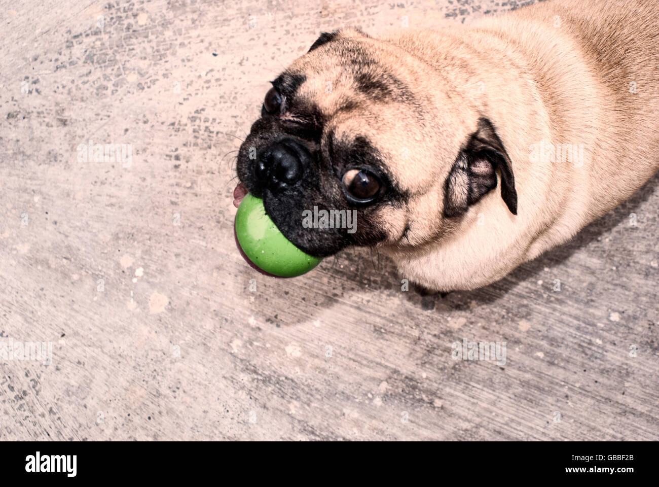 Nvthenpiaoliang Adorable Pug Dog With Funny Face Soft Standard Practice Ball Baseball Game Ball 