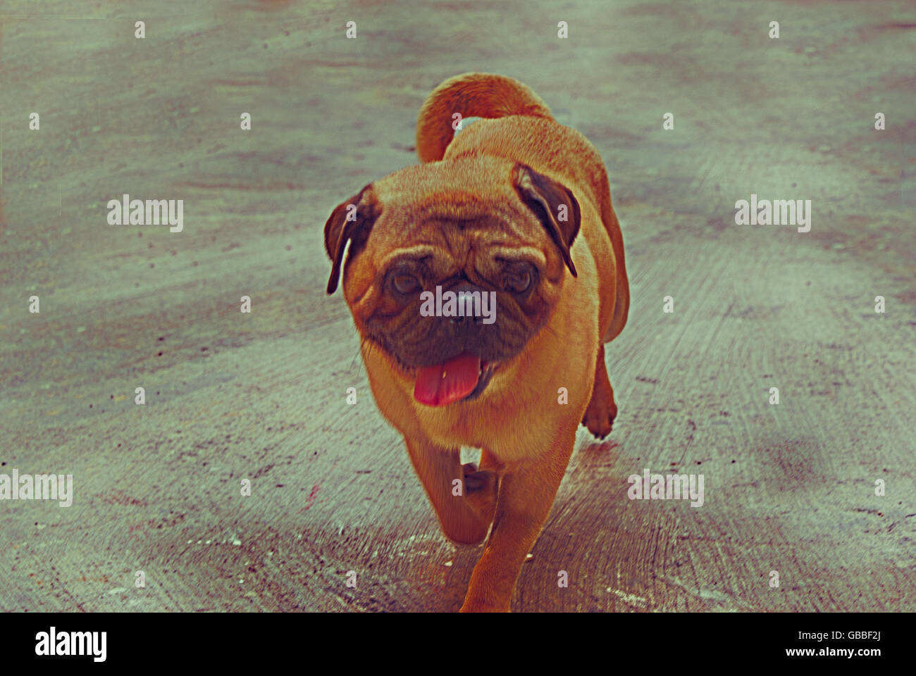 Photograph of a pug dog on a concrete floor Stock Photo Alamy