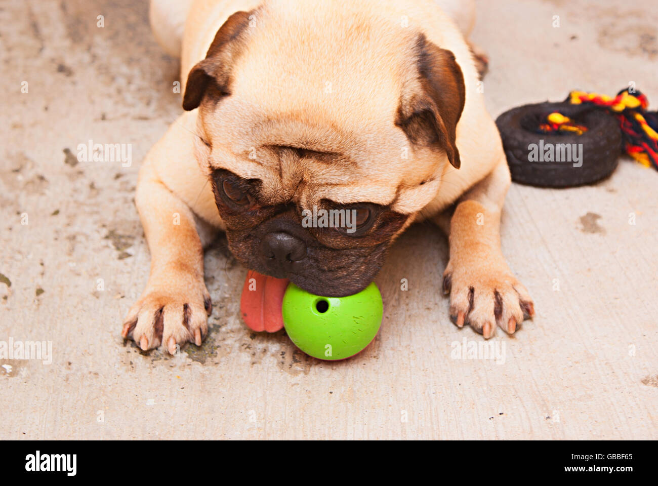 Photograph of a pug dog on a concrete floor Stock Photo Alamy