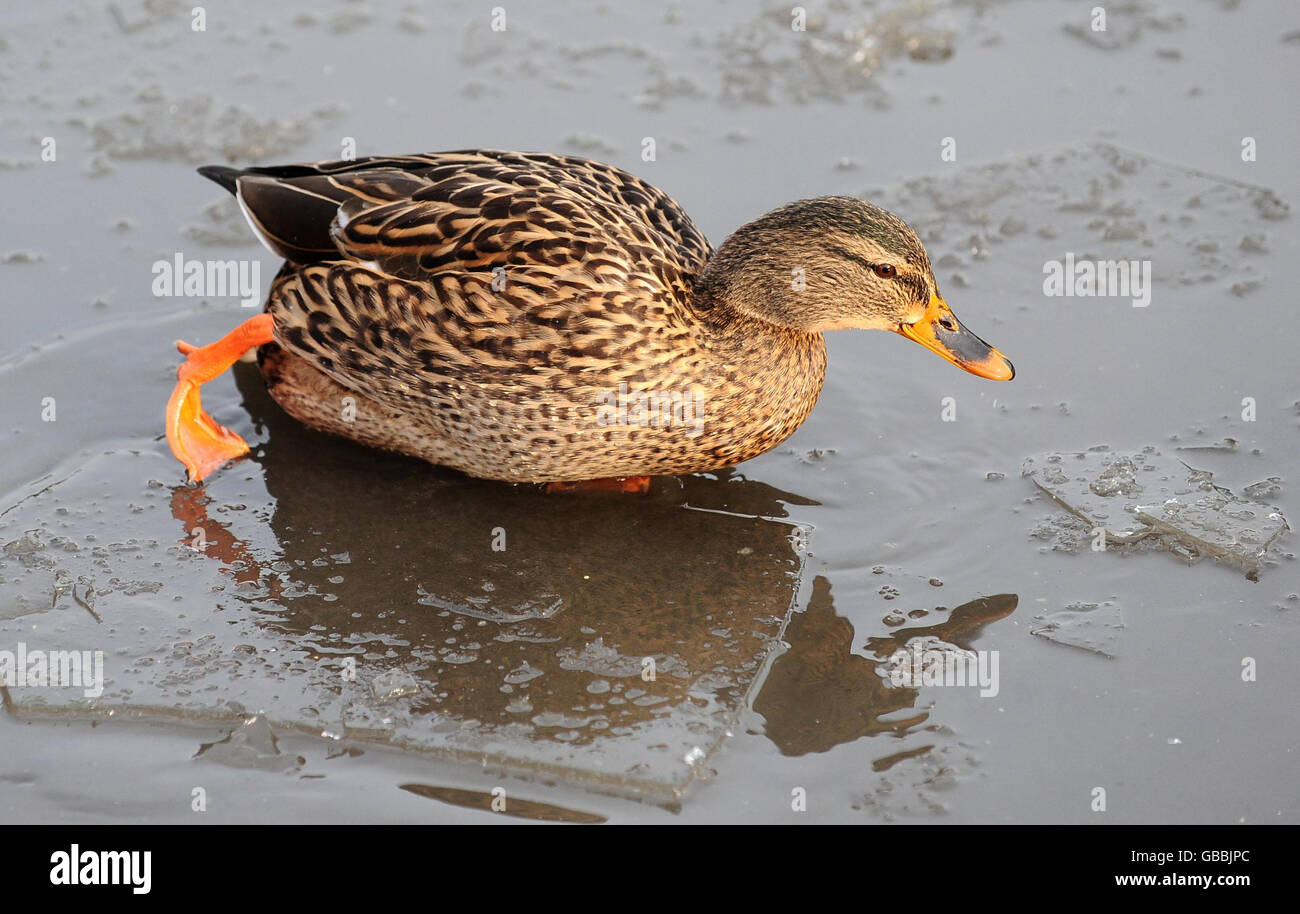 A duck finds it slippery underfoot on the frozen lake at Fairburn Ings nature reserve, Castleford, West Yorkshire. Stock Photo