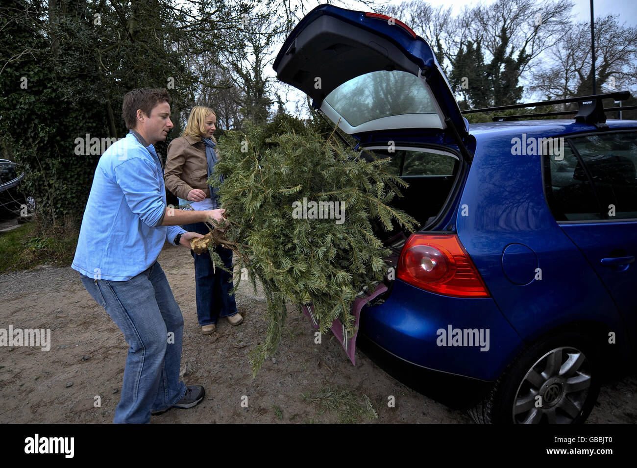 Newly engaged couple Hazel Pumford and Chris Budd from Henleaze in Bristol, take their Christmas from the boot of their car to throw into the Christmas tree recycling collection point outside Bristol Zoo, Clifton. Stock Photo