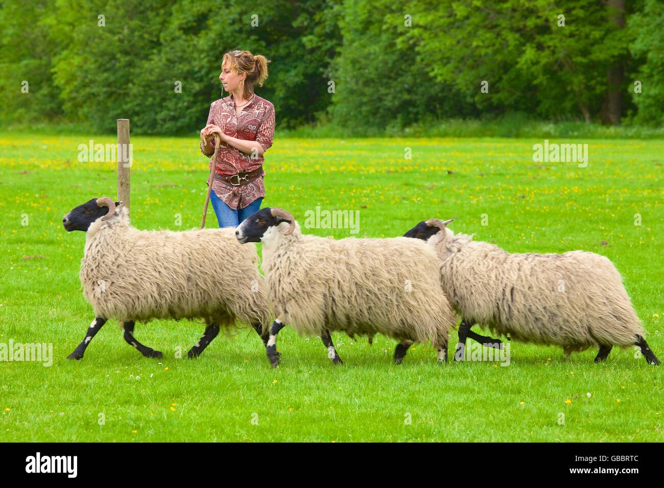 Shepherdess competing at Alston Sheep Dog Trials, Alston, Cumbria, England, United Kingdom, Europe. Stock Photo