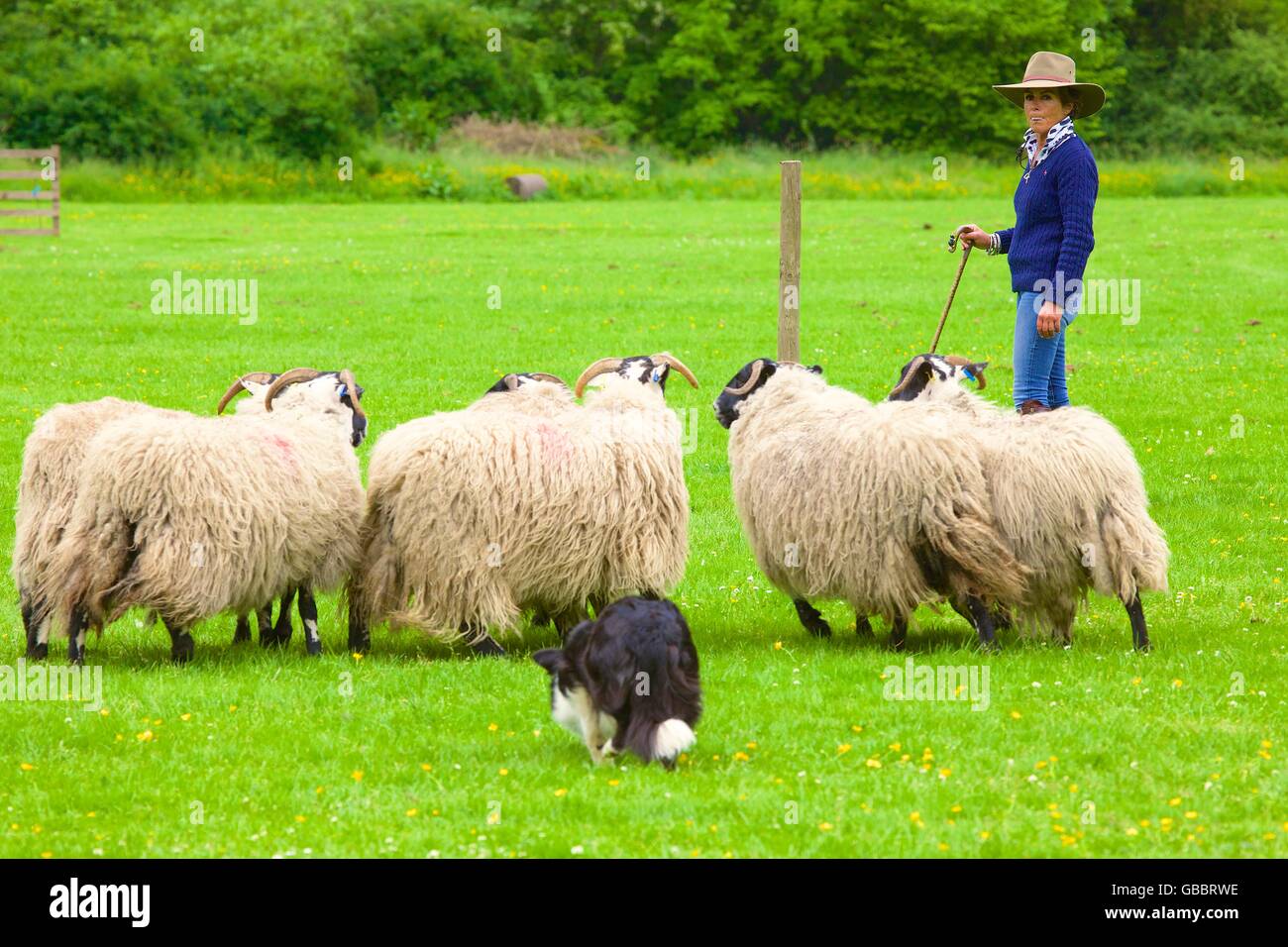 Katy Cropper Shepherdess competing at Alston Sheep Dog Trials, Alston, Cumbria, England, United Kingdom, Europe. Stock Photo