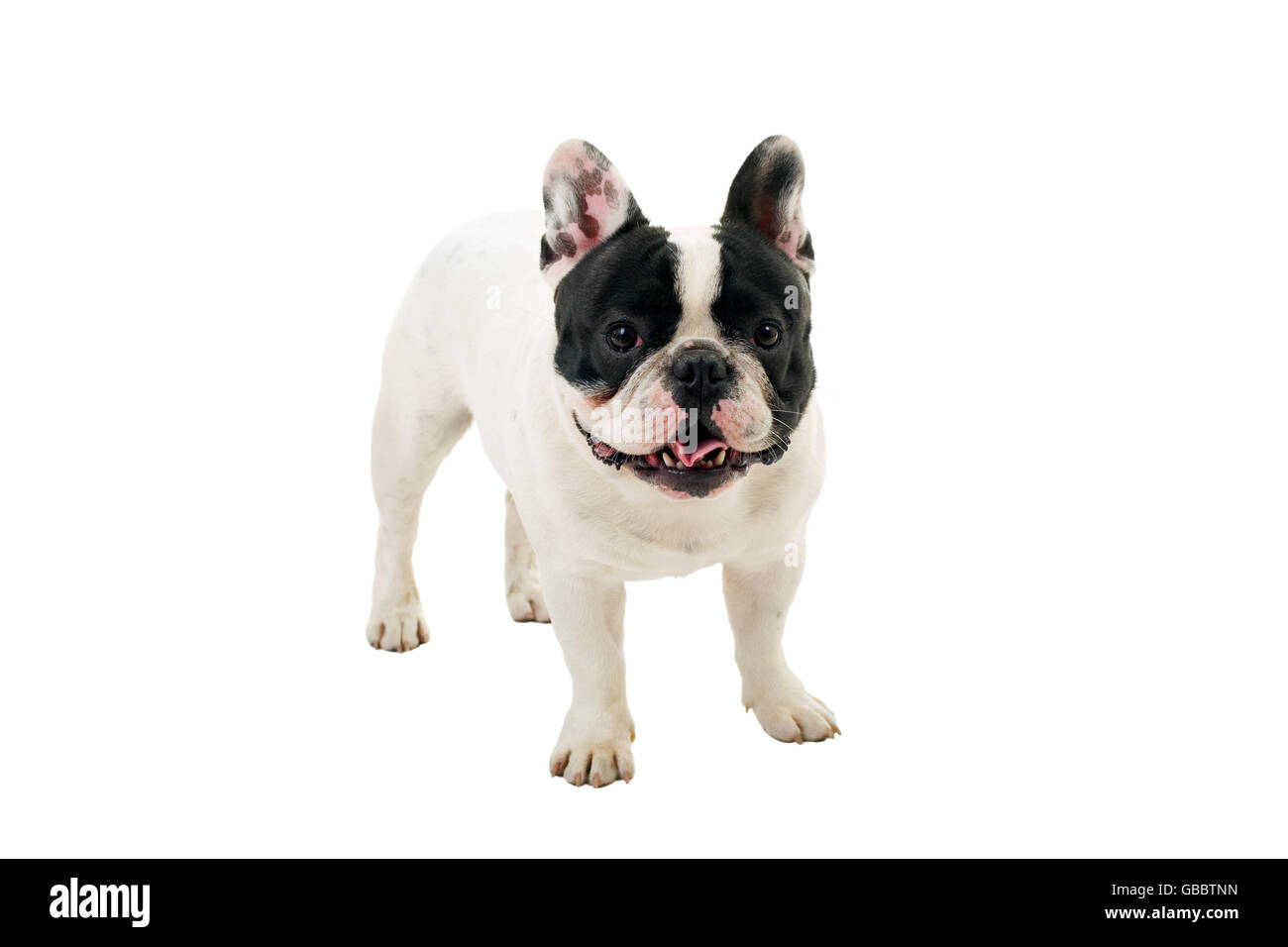 French Bulldog puppy posing isolated over a white background Stock Photo