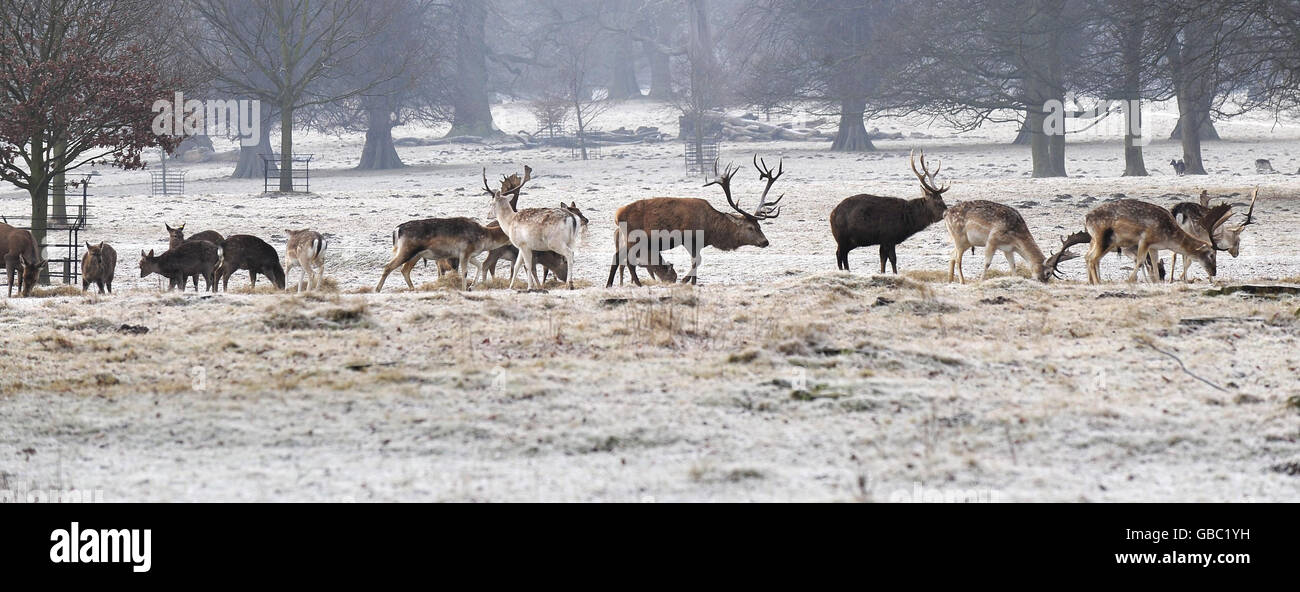 A deer herd forage for food in the frost at Studley Royal near Ripon as the as the cold spell continues. Stock Photo