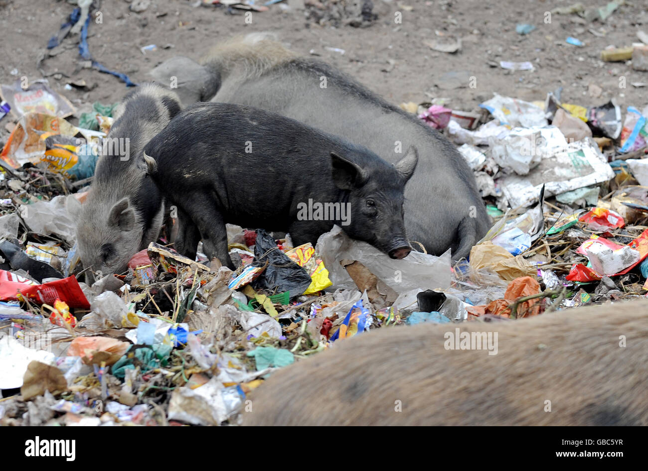 Travel stock India. Pigs search in waste on the streets in Kanpur