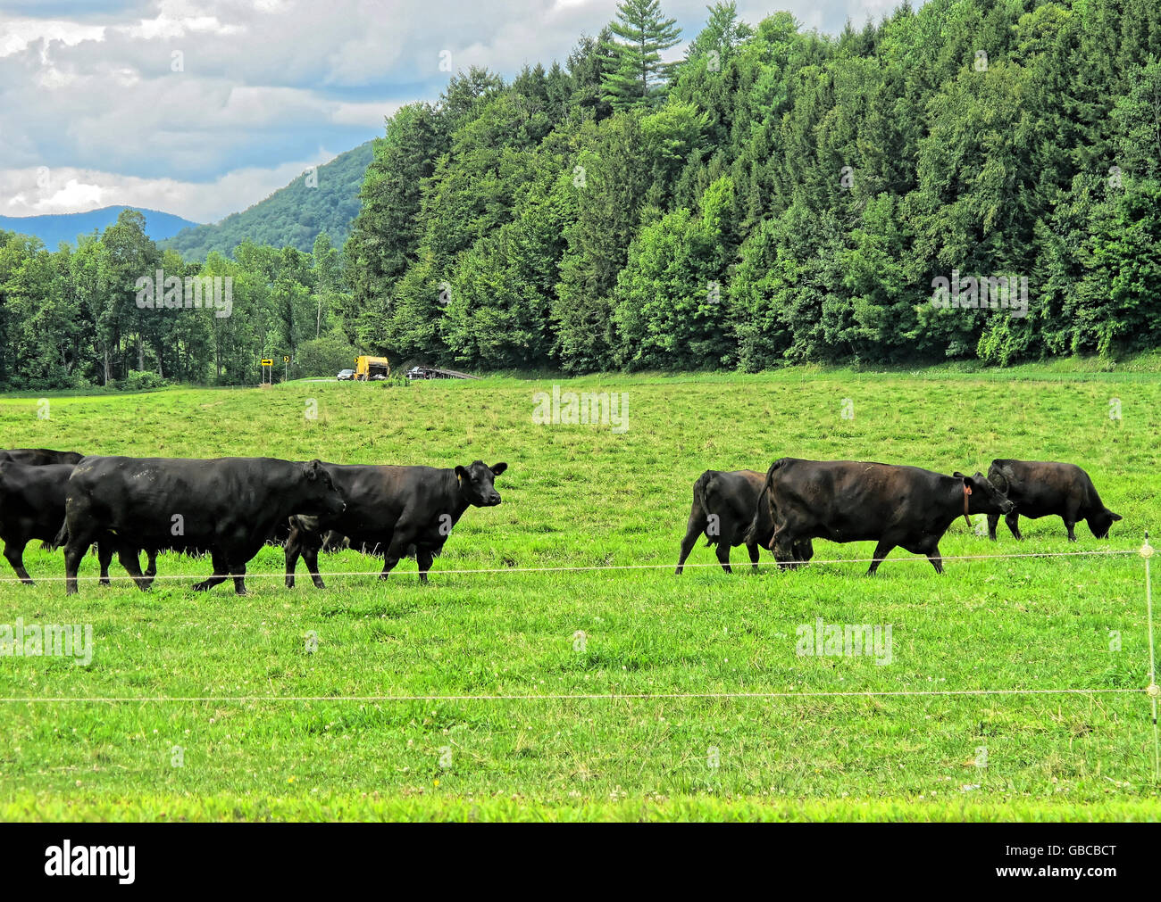 Black angus beef cows in a grass field Stock Photo - Alamy