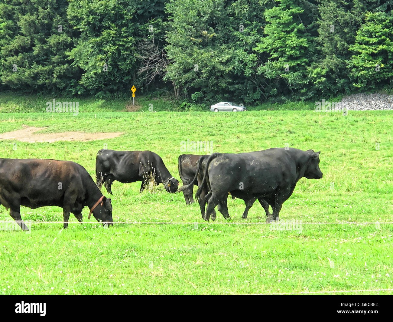Black angus beef cows in a grass field Stock Photo - Alamy
