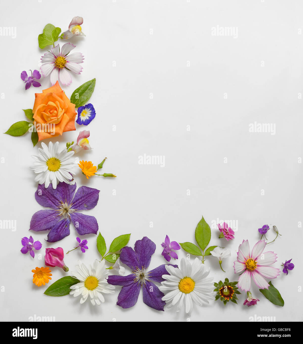Frame of Various Flowers Isolated on White Background Stock Photo