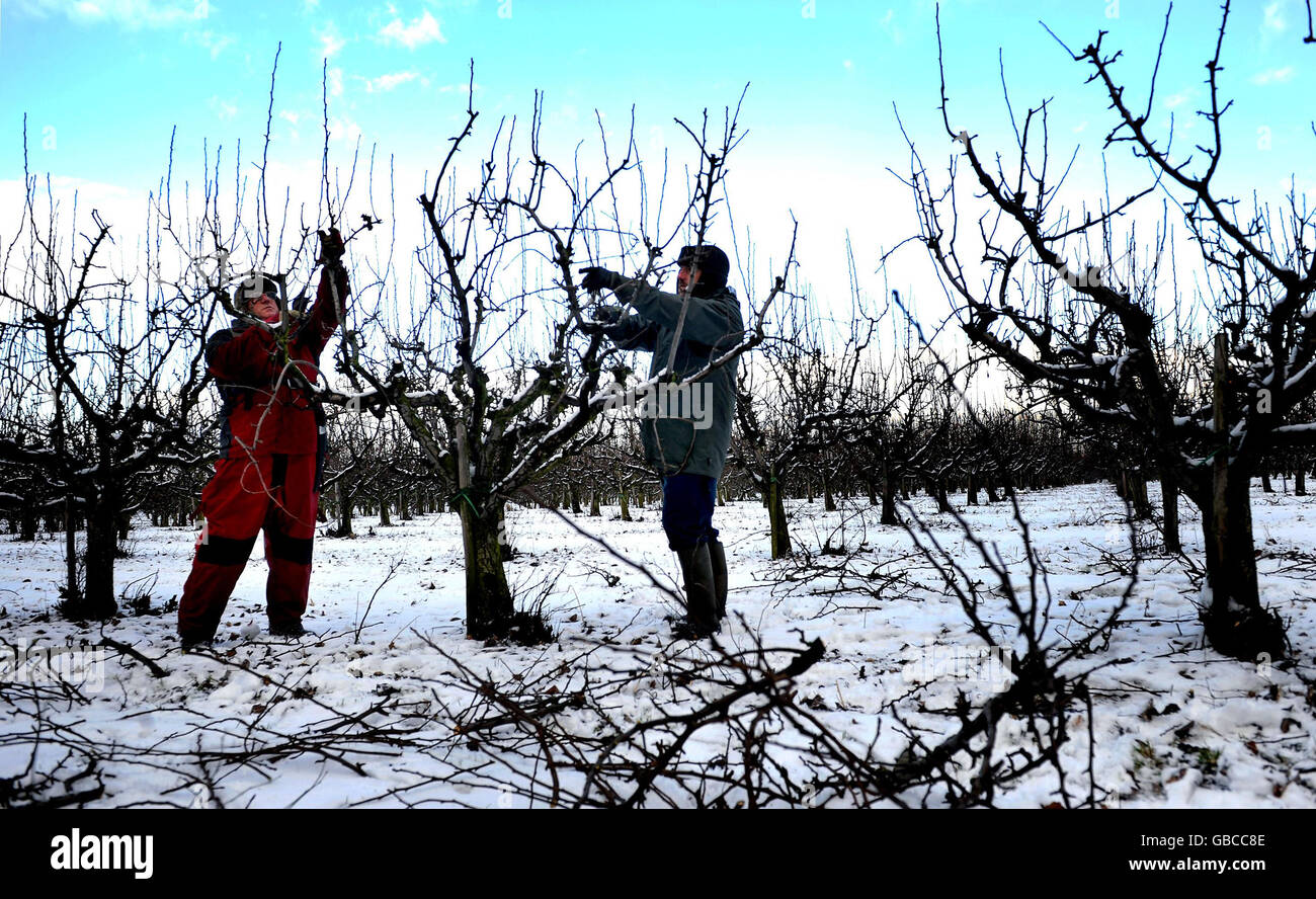 Workers prune pear trees in the snow on a farm near Sittingbourne, Kent