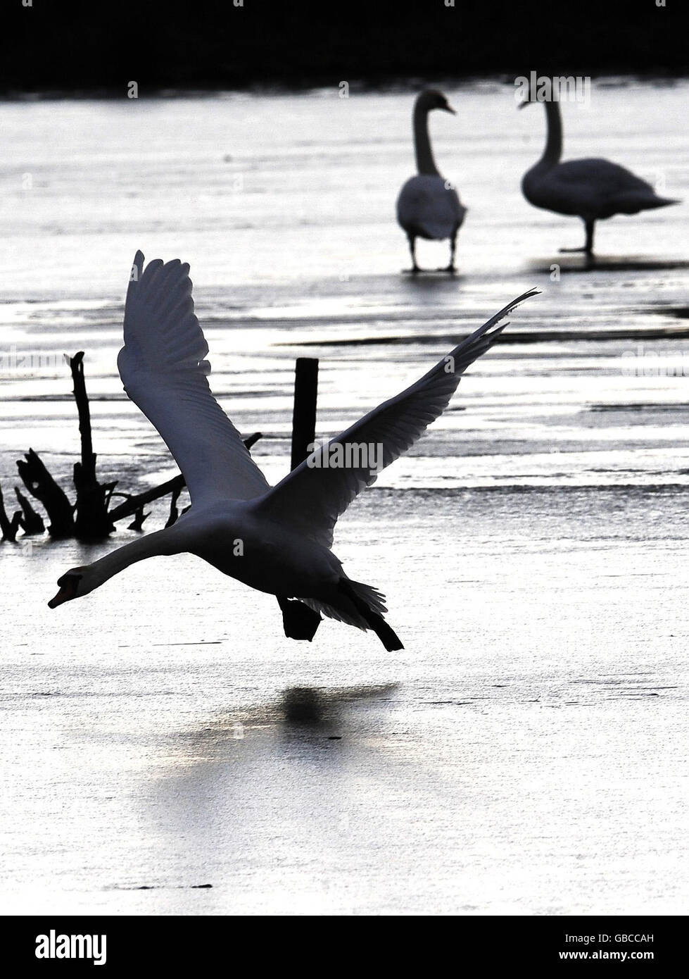 A swan attempts to land on a frozen lake at the RSPB site at Fairburn Ings, near Castleford in West Yorkshire. Stock Photo