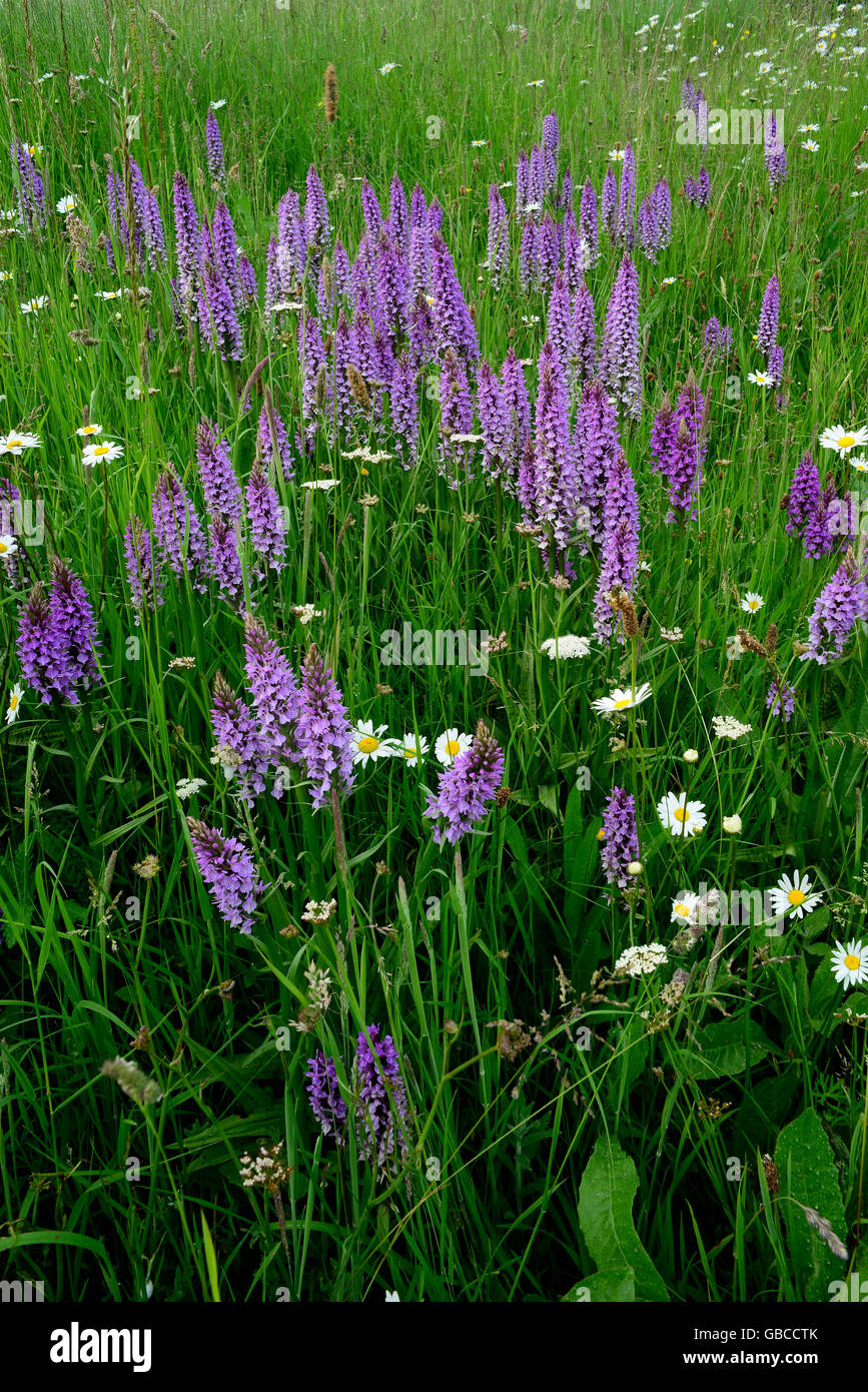 Southern marsh orchid Stock Photo