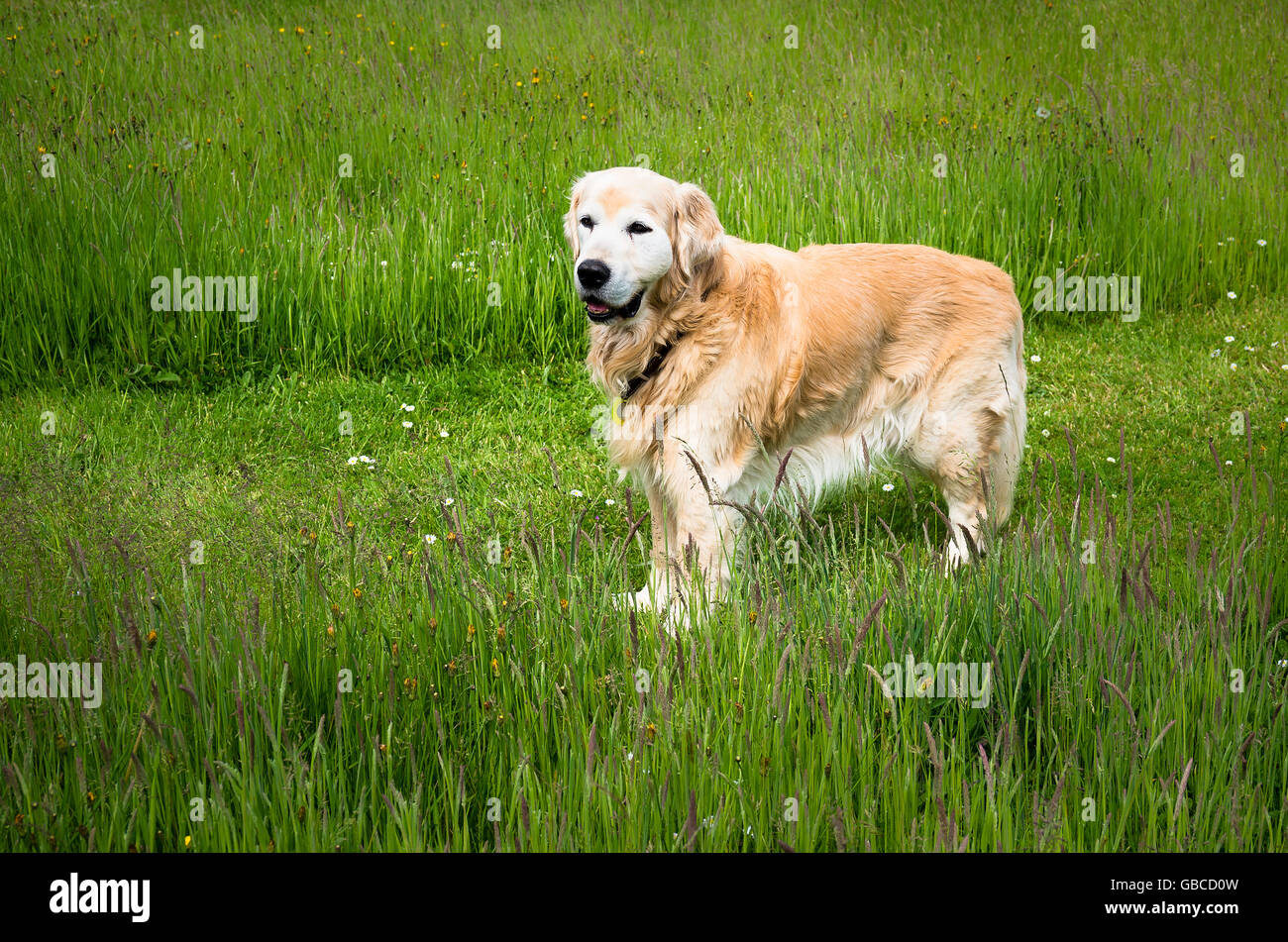 An elderly dog wandering in the garden Stock Photo