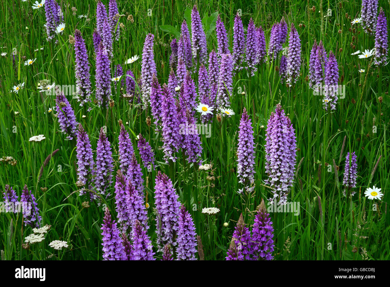 Southern marsh orchid Stock Photo