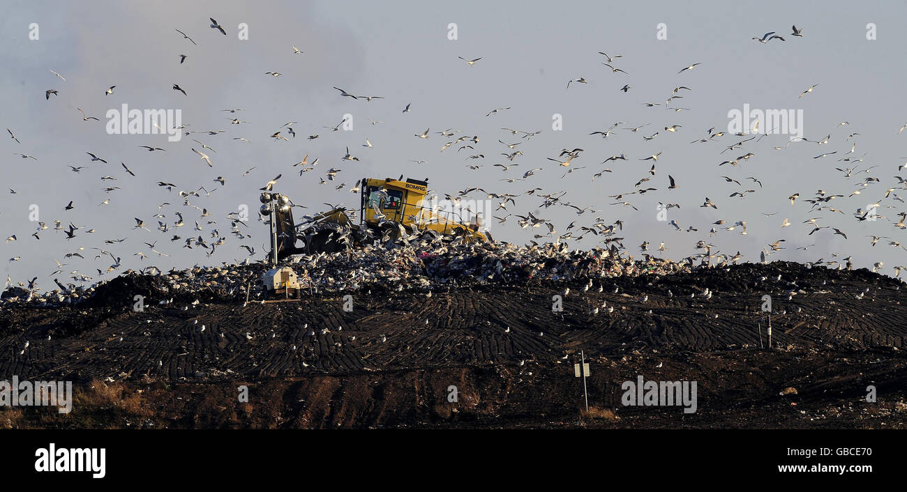 Seabirds circle a rubbish tip near Stockton as a mechanical vehicle piles up garbage. Stock Photo