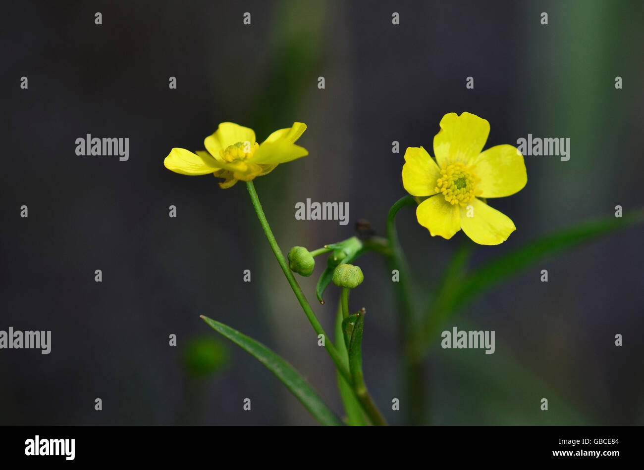 Lesser spearwort in flower. Stock Photo