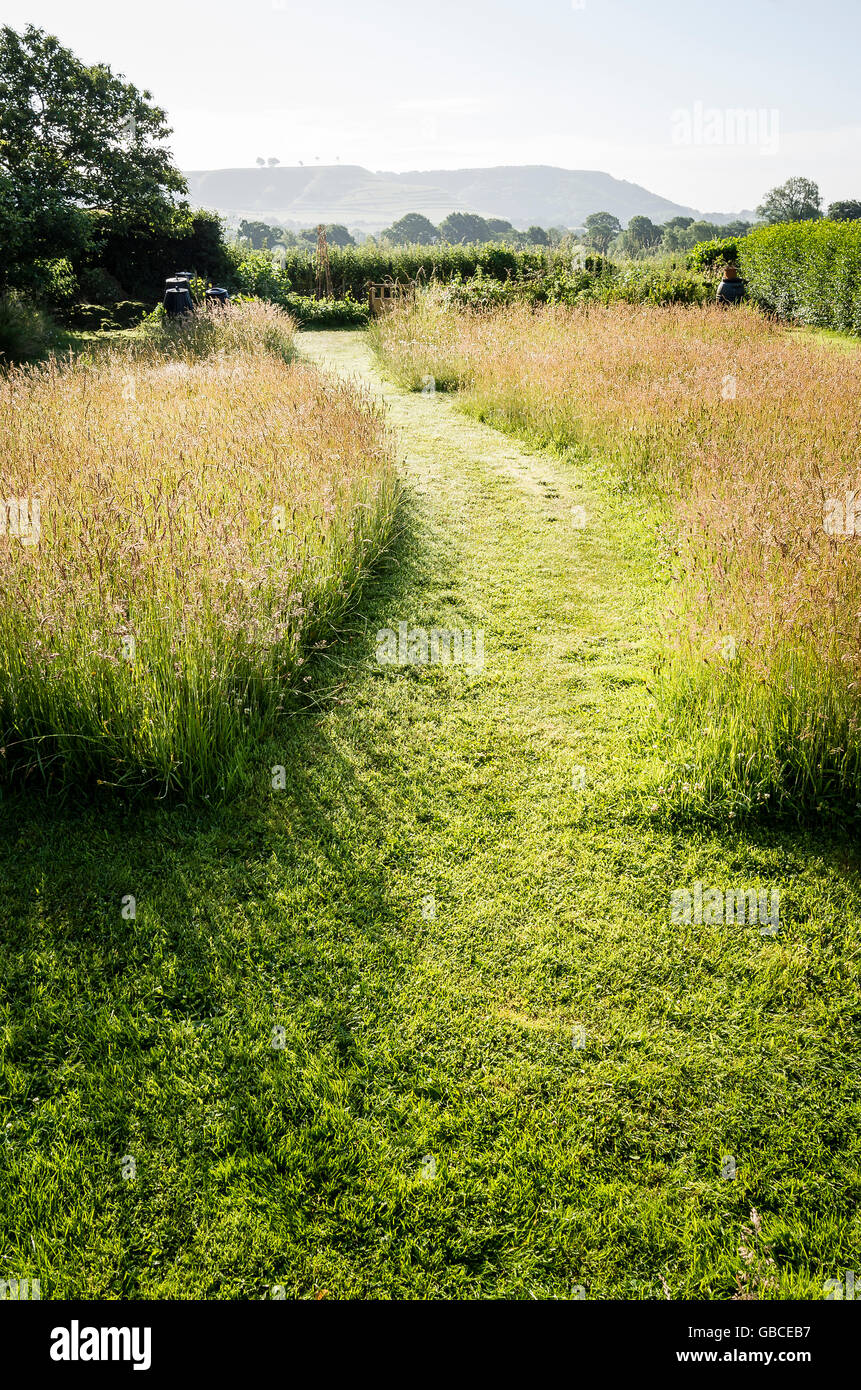 Pathway through unmown lawn grass allowed to grow and flower before cutting in late summer seen soon after sunrise Stock Photo