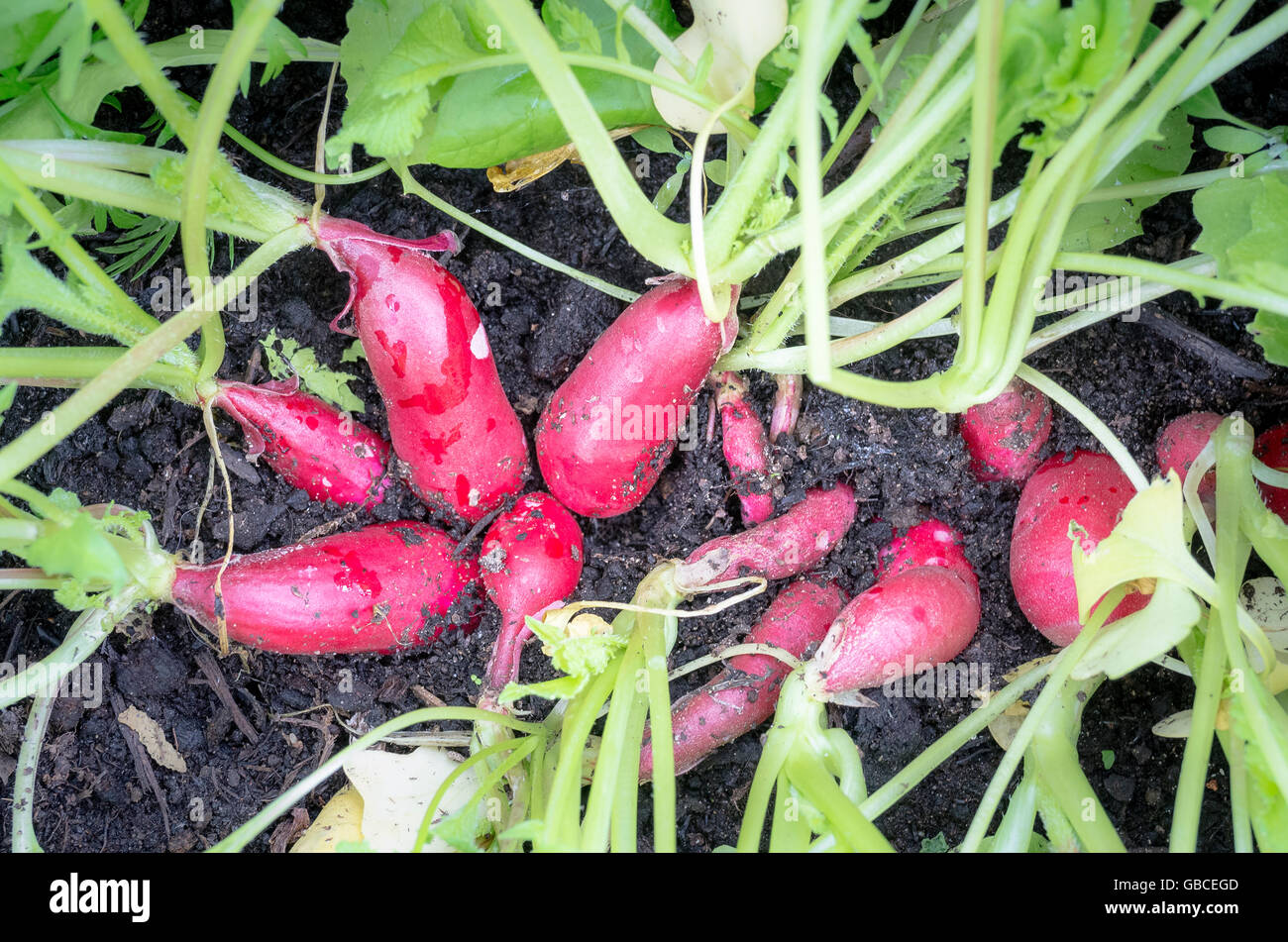 Radishes growing and ready for picking for a salad Stock Photo