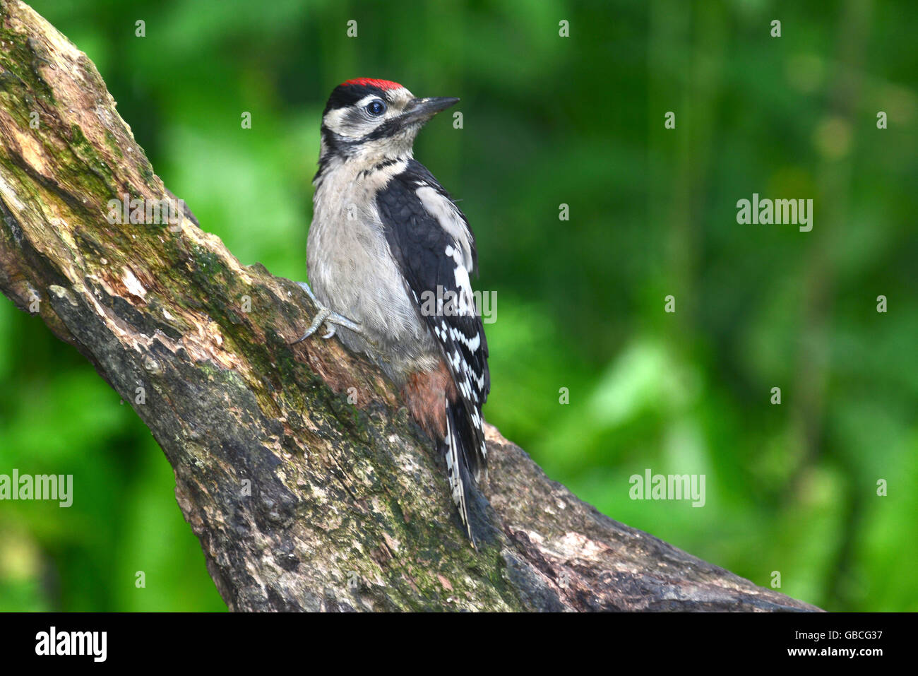 Juvenile great spotted woodpecker Stock Photo - Alamy