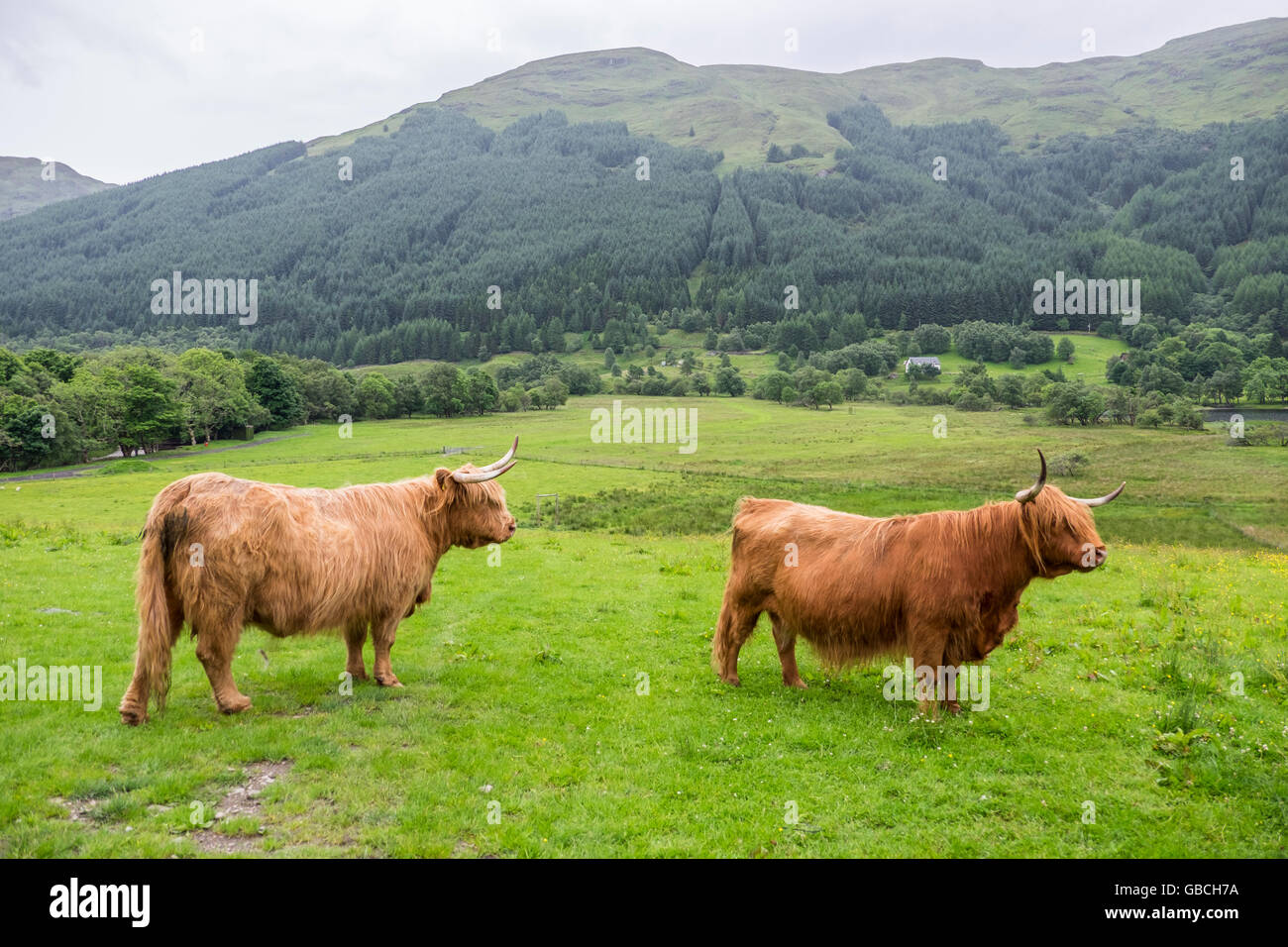 Typical Scottish scene of pair of Highland cattle in farmland with wooded hills in the background Stock Photo