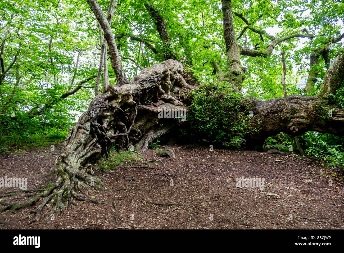 Exposed tangled roots of a large old fallen tree continuing to grow in Scottish woodland Stock Photo