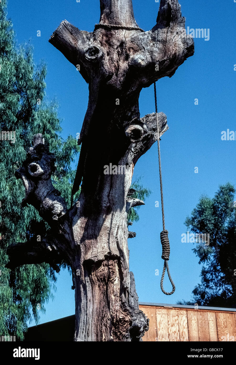A rope noose with a large slipknot is suspended from an ancient oak that was called the Hangman's Tree in Old Town Calabasas in Los Angeles County, California, USA. The century-old oak died in the 1960s but it served as a historical landmark until toppling over during a storm in 1995. This noose was strung up in 1975; no one recalls whether there were ever any necktie parties (hangings) in Calabasas. Photographed in 1982. Stock Photo