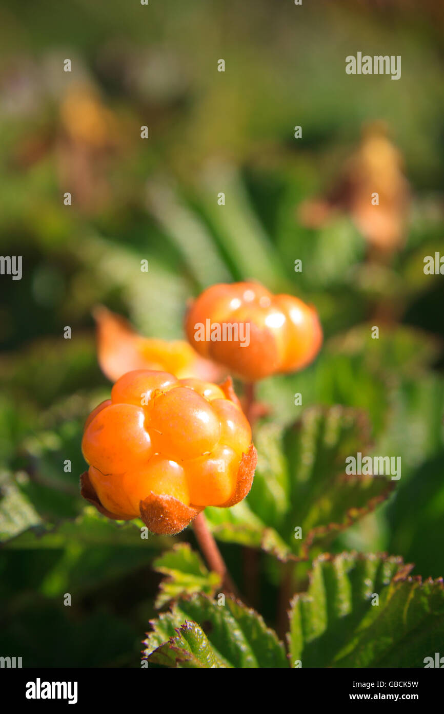 Macro of two cloudberries, the closest one in focus. Shallow DOF. Stock Photo