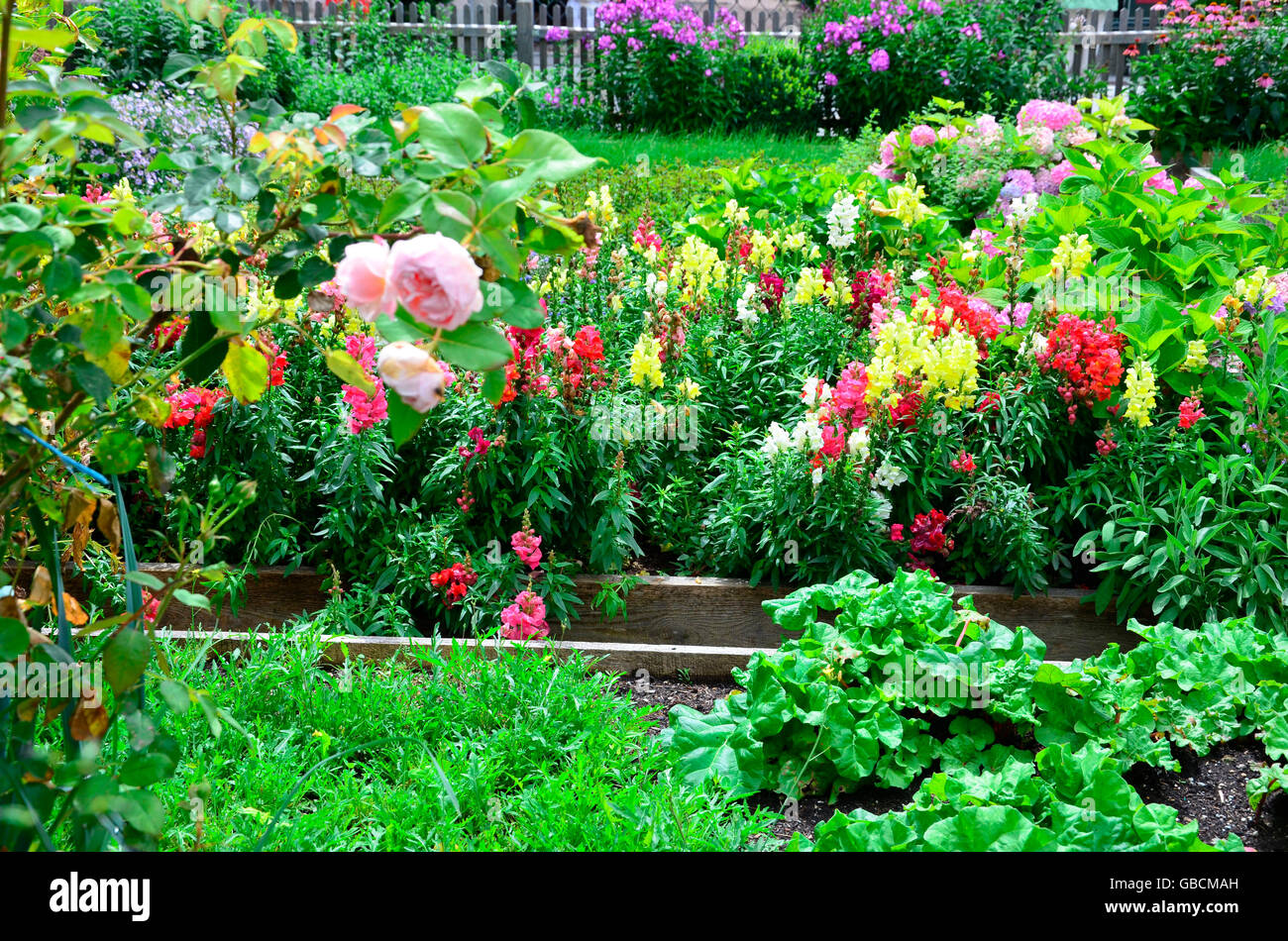 Sommer, Sommerblumen, Blumengarten, Gartenblumen, Bauerngarten Stock Photo