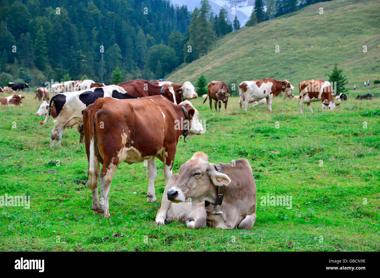 Almwiese, Weide, Kuehe, Tirol, Oesterreich Stock Photo - Alamy