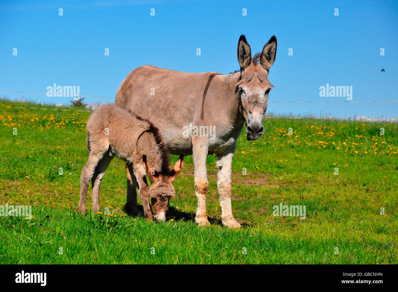 Domestic Donkey Jenny With Foal Stock Photo Alamy