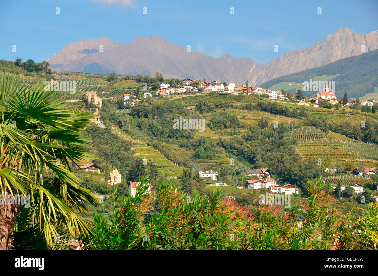 Vineyards, Texel Mountains, Vinschgau, South Tyrol, Italy / Val Venosta, Alto Adige Stock Photo