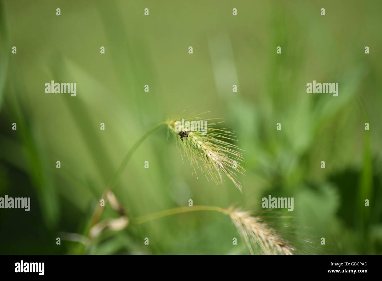Fragile grass hi-res stock photography and images - Alamy