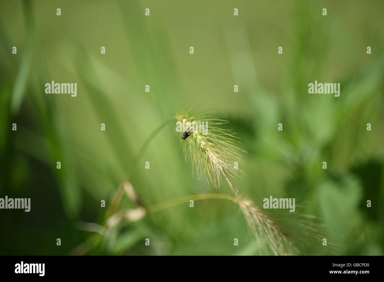 Fragile grass hi-res stock photography and images - Alamy