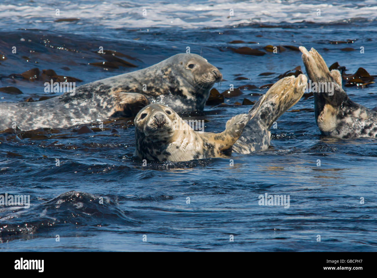 Adult grey seals and pup resting in the blue sea on the Farne Islands, Northumberland, England Stock Photo