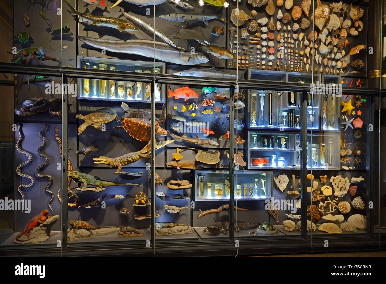 glass cabinets with exhibits, museum of natural history, Berlin, Germany Stock Photo