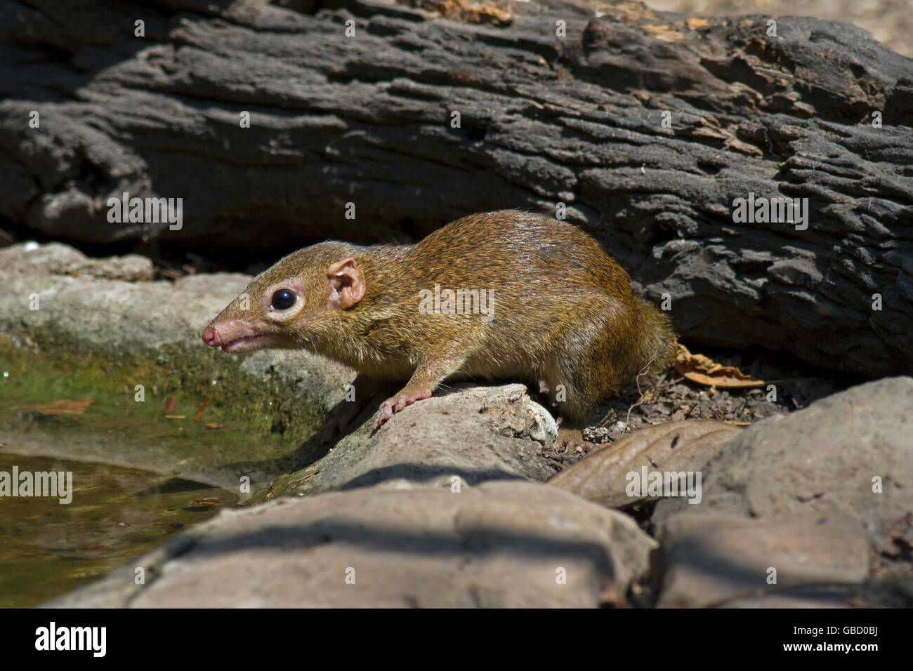 A Northern Treeshrew (Tupaia belangeri) coming to drink at a forest