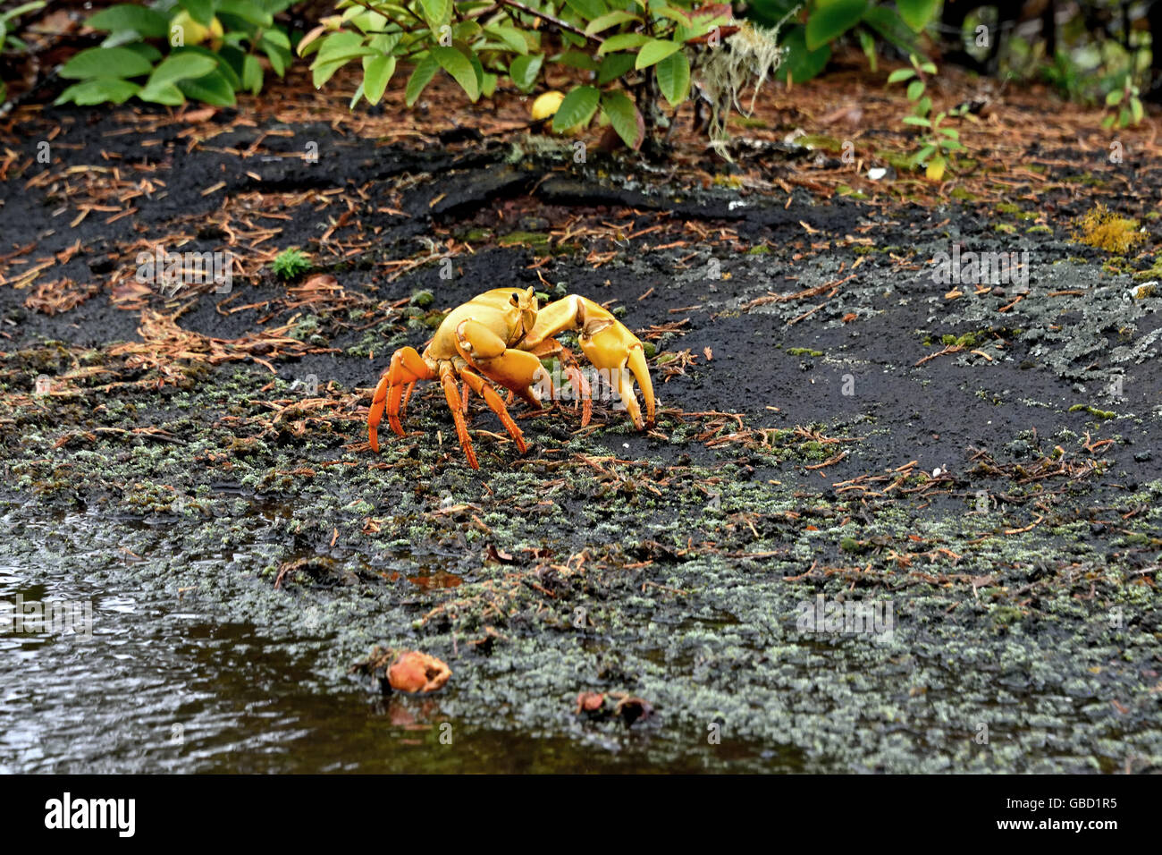 The yellow morph of the Ascension Island Land Crab (Johngarthia lagostoma) at Devil's Ashpit on Ascension Island Stock Photo