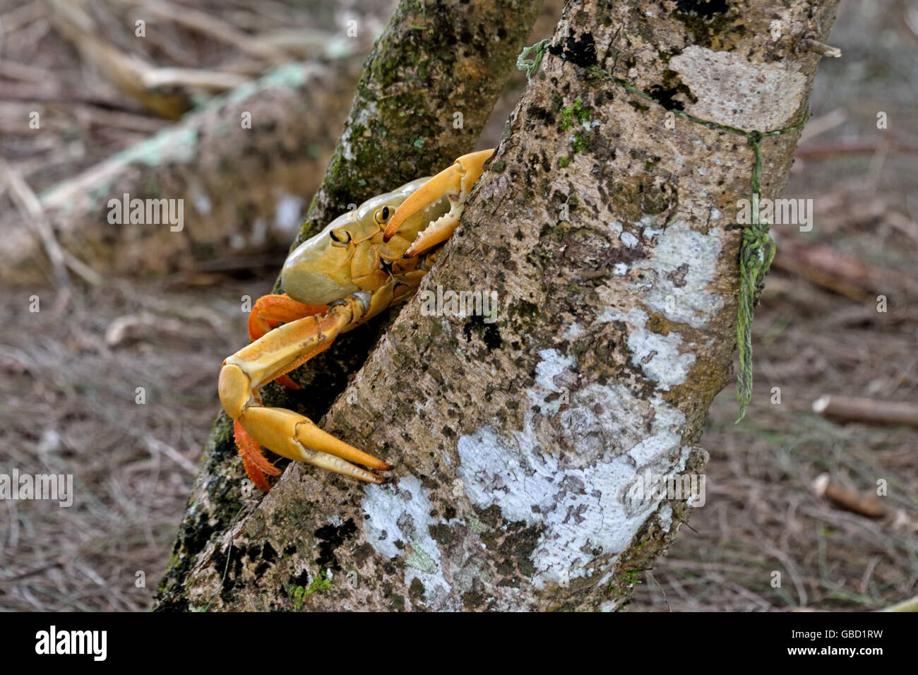 The yellow morph of the Ascension Island Land Crab (Johngarthia lagostoma) at Devil's Ashpit on Ascension Island Stock Photo