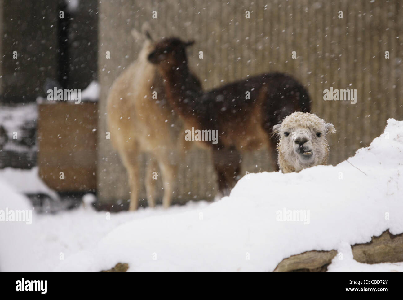 Llamas in the snow at London Zoo in Regent's Park, central London Stock