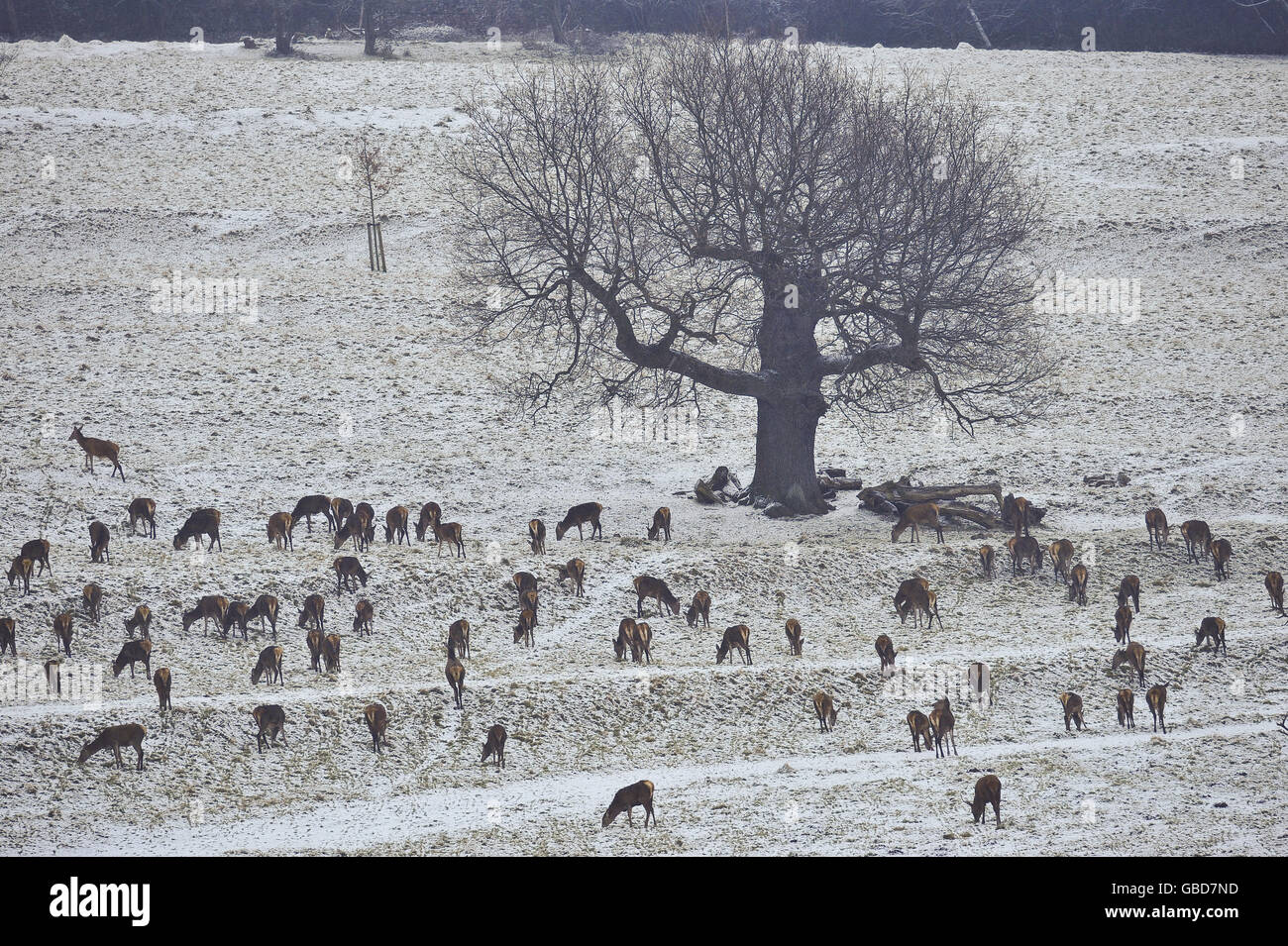 Deer on the Ashton Court Estate, Bristol, carry on as usual in the heavy snowfall that has now reached the South West of the United Kingdom. Stock Photo