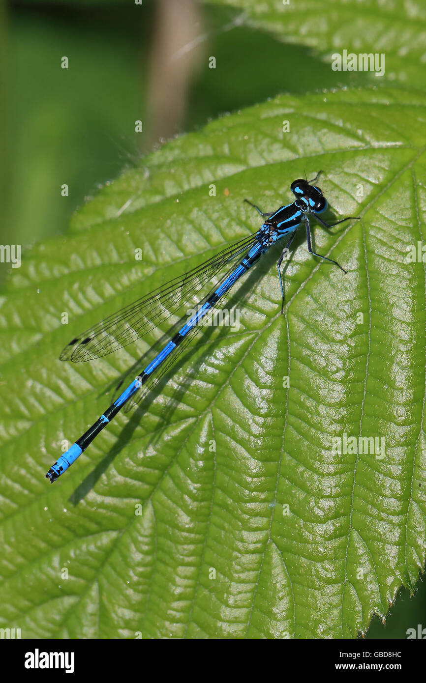 Azure Damselfly (Coenagrion puella Stock Photo - Alamy