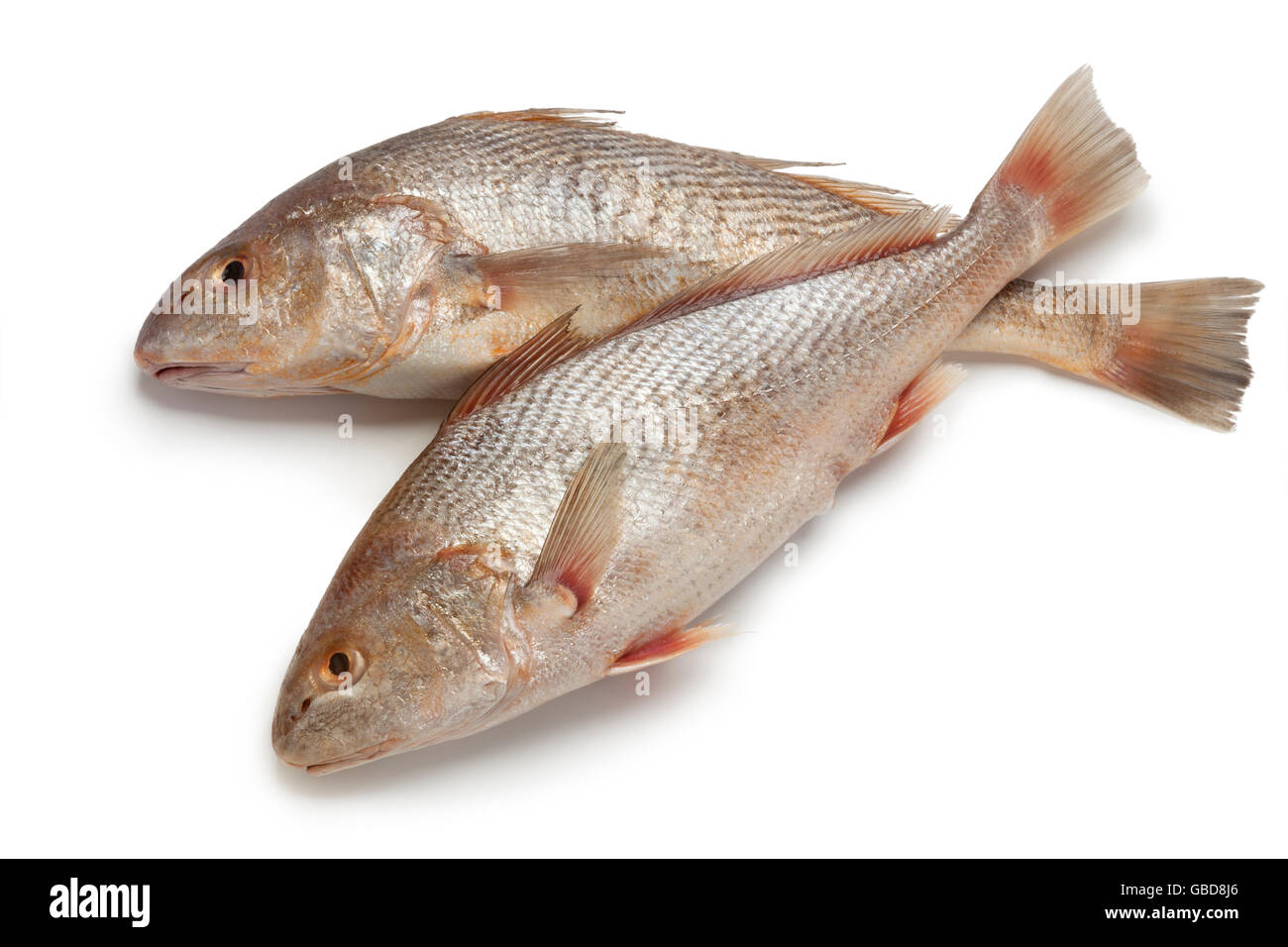 Freshwater drum hi-res stock photography and images - Alamy