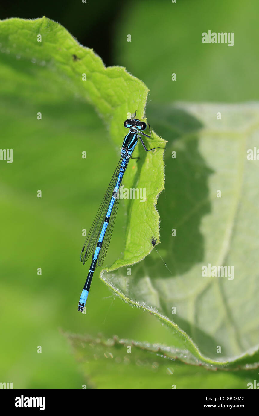 Azure Damselfly (Coenagrion puella Stock Photo - Alamy