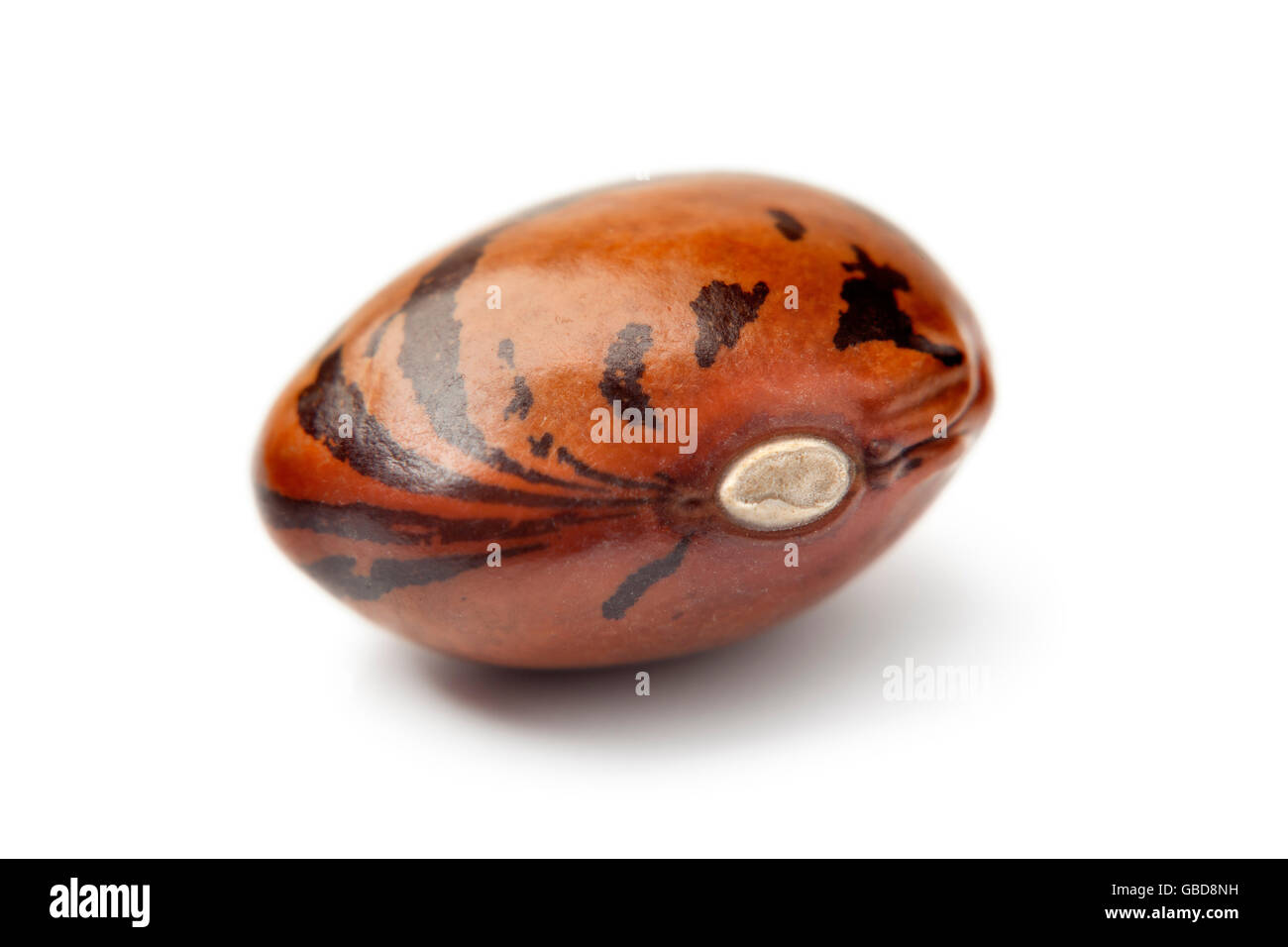 Single dried Eye of the goat bean on white background Stock Photo - Alamy