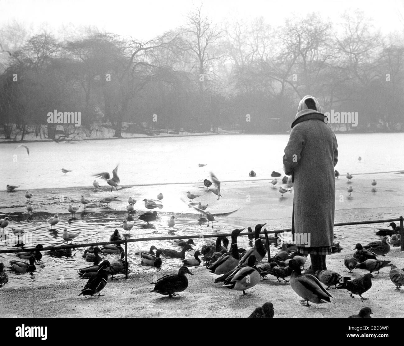 Wildfowl gather around a pool broken in the frozen St. James' Park lake to receive food from a kindly Londoner during the continued Arctic spell. Stock Photo