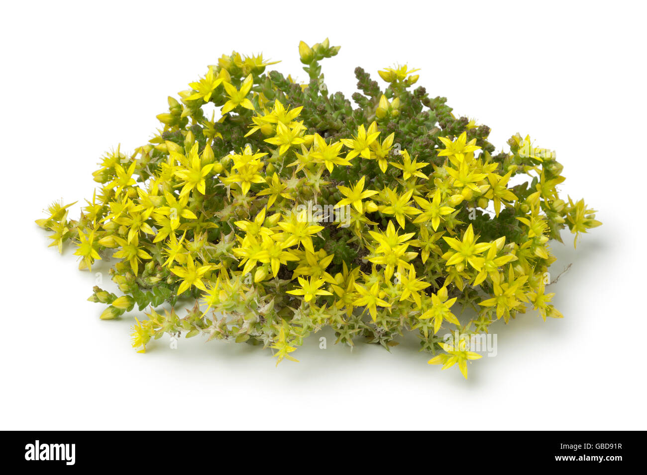 Yellow flowering Sedum acre on white background Stock Photo