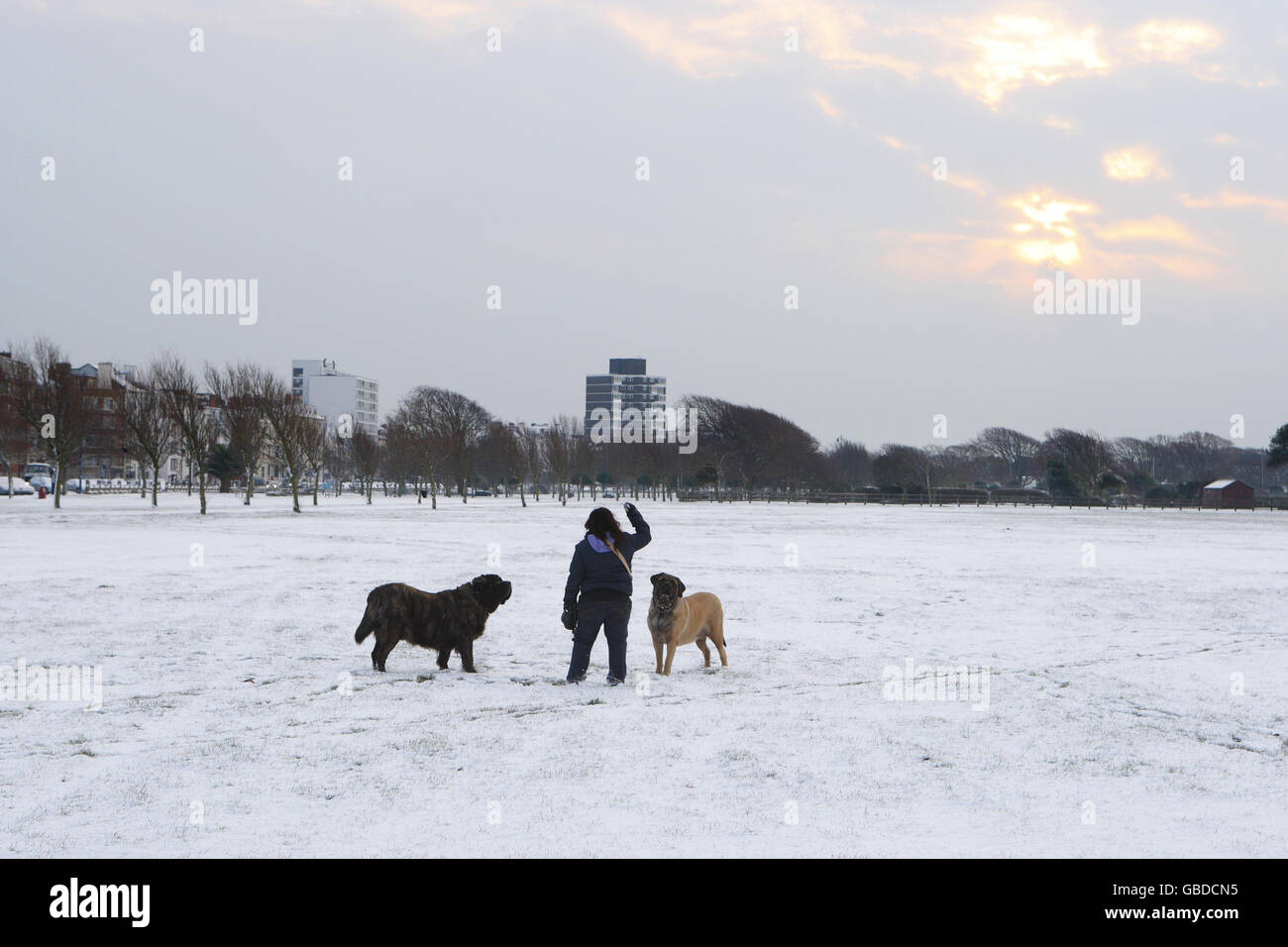 Dog walkers out on Southsea Common in Portsmouth as heavy snowfall hits the UK. Stock Photo