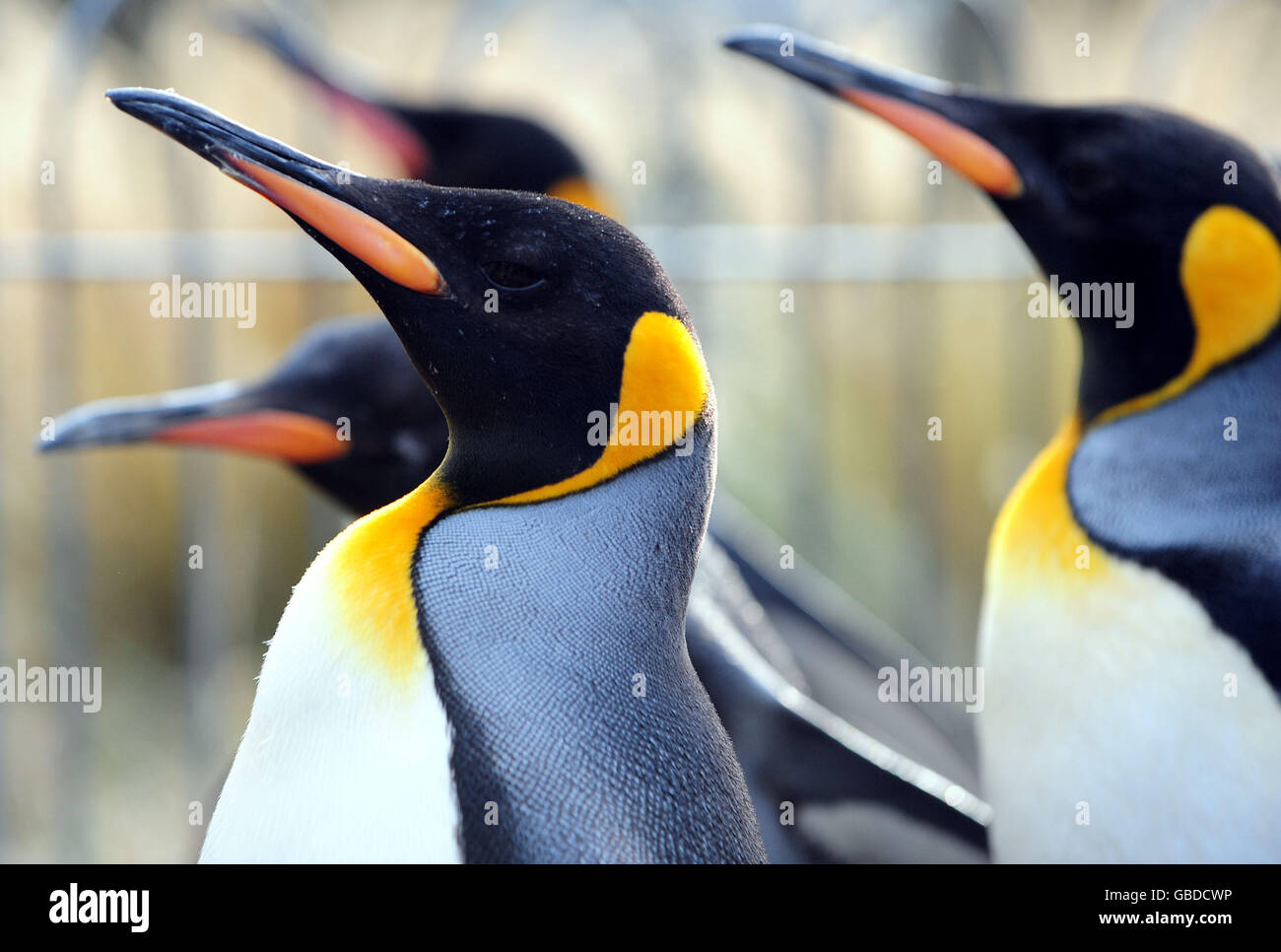 Edinburgh Zoo. Penguins at Edinburgh Zoo Stock Photo - Alamy