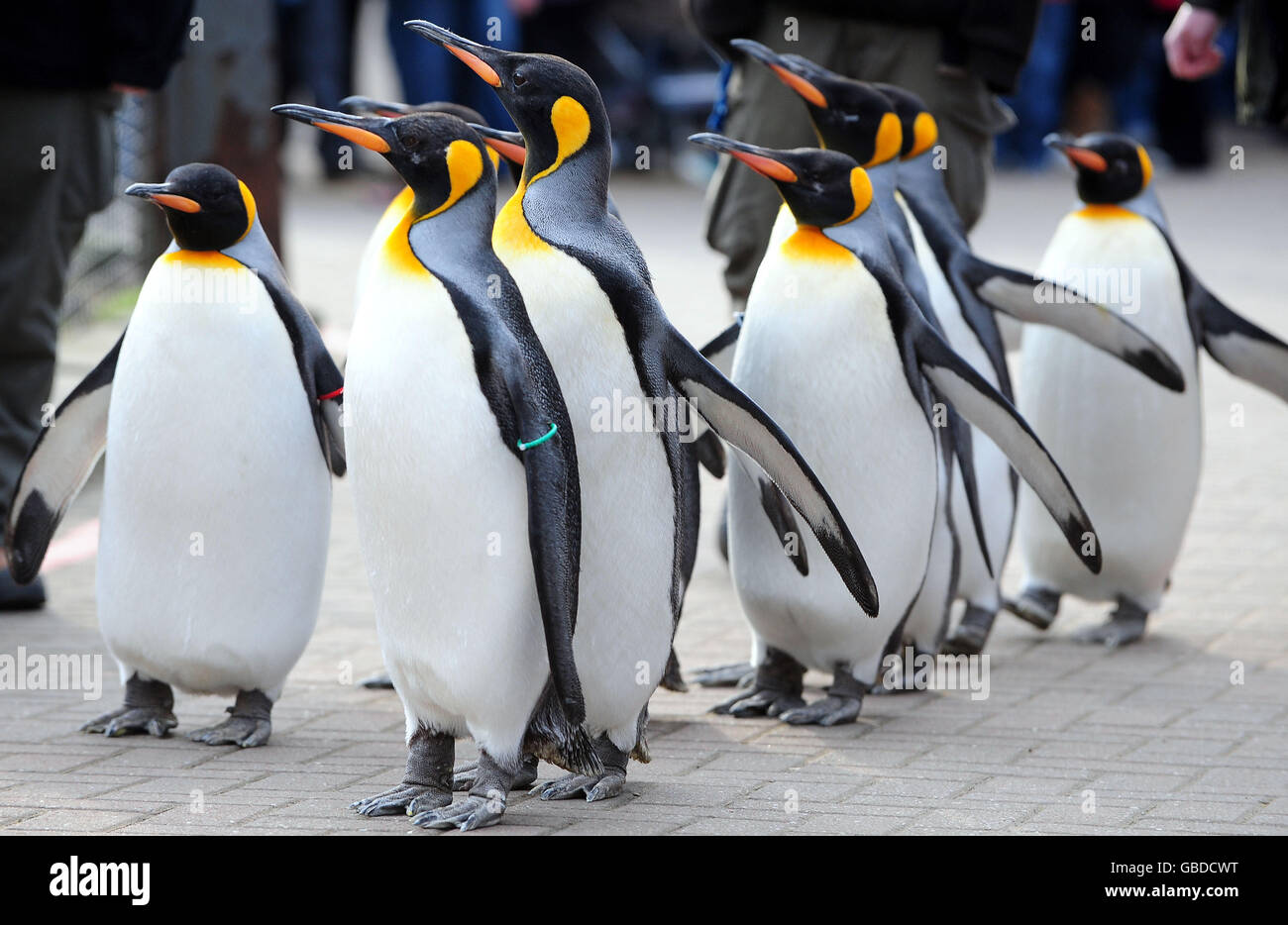 Edinburgh Zoo. Penguins at Edinburgh Zoo Stock Photo - Alamy
