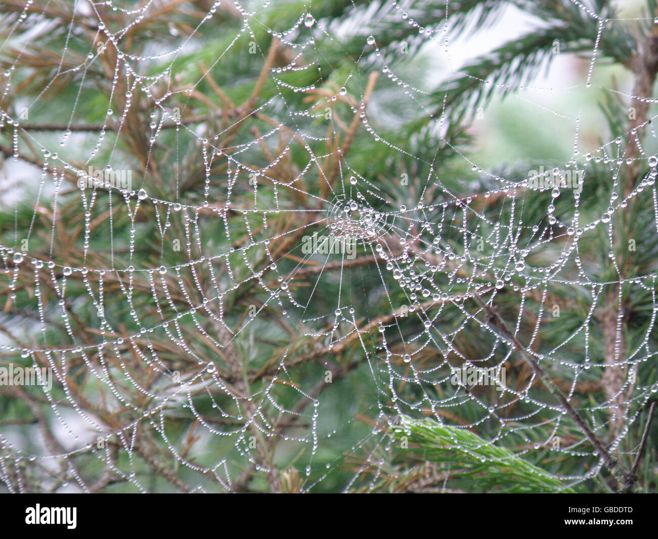 Drops of water caught in a dewy spider web found in nature. Stock Photo